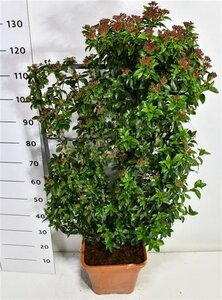 Viburnum tin. 'Eve Price' 80-100 cm cont. 18L