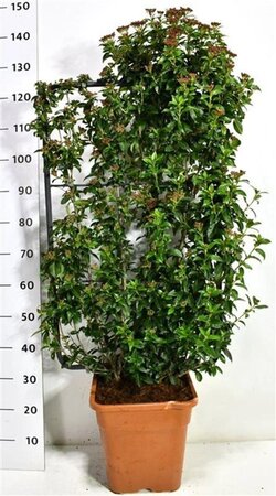 Viburnum tin. 'Eve Price' 80-100 cm cont. 18L - image 2