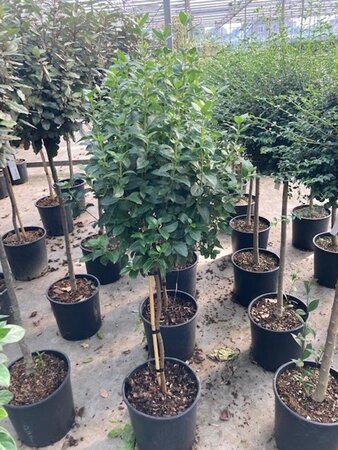 Viburnum tin. 'Eve Price' halfstam cont. 18L - afbeelding 1