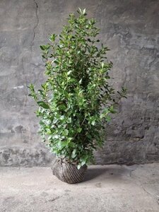 Viburnum tinus 100-125 cm met kluit - afbeelding 5
