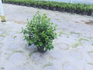 Viburnum tinus 50-60 cm cont. 10L