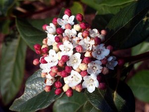 Viburnum tinus 60-80 cm cont. 10L - image 2