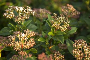 Viburnum tinus 60-80 cm cont. 10L - image 4
