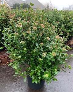 Viburnum tinus 80-100 cm cont. 12L - image 5