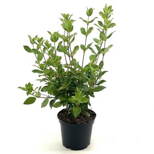 Viburnum tinus geen maat specificatie cont. 3,0L