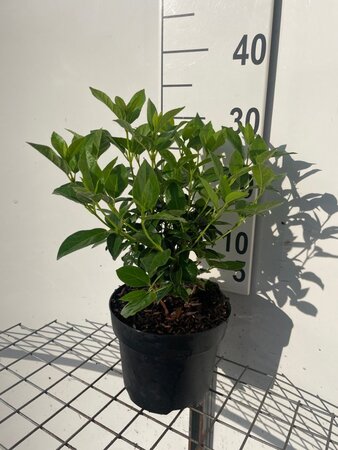 Viburnum tinus geen maat specificatie cont. 3,0L