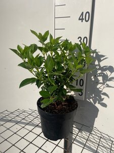 Viburnum tinus geen maat specificatie cont. 3,0L