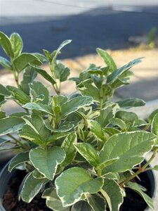 Viburnum tin. 'Variegatum' 15-20 cm cont. 2,0L - afbeelding 3