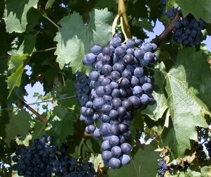 Vitis 'Venus' BLAUW pitloos geen maat specificatie cont. 1,5L