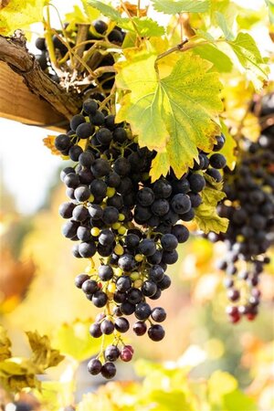 Vitis vinifera 80-100 cm container - afbeelding 3