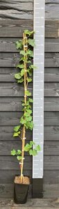 Vitis 'Vroege van der Laan' 150-175 cm cont. 5,0L