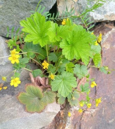 Waldsteinia geoides geen maat specificatie 0,55L/P9cm - afbeelding 6