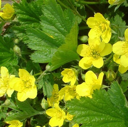 Waldsteinia geoides geen maat specificatie 0,55L/P9cm - afbeelding 6