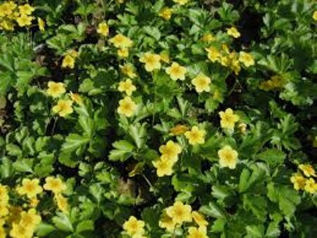 Waldsteinia ternata geen maat specificatie 0,55L/P9cm - afbeelding 6
