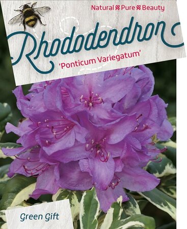 Waldsteinia ternata geen maat specificatie 0,55L/P9cm - afbeelding 14