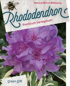 Waldsteinia ternata geen maat specificatie 0,55L/P9cm - afbeelding 14