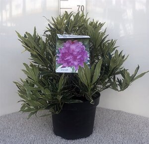 Waldsteinia ternata geen maat specificatie 0,55L/P9cm - afbeelding 13