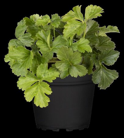 Waldsteinia ternata geen maat specificatie 0,55L/P9cm - afbeelding 11