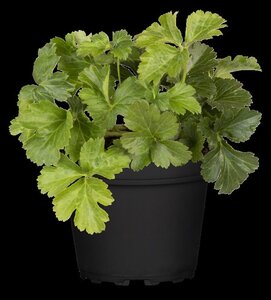 Waldsteinia ternata geen maat specificatie 0,55L/P9cm - afbeelding 11