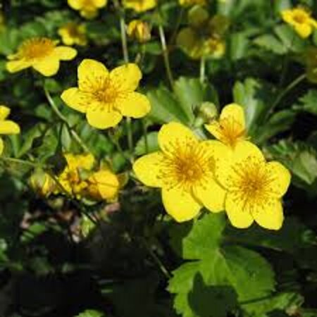 Waldsteinia ternata geen maat specificatie 0,55L/P9cm - afbeelding 4
