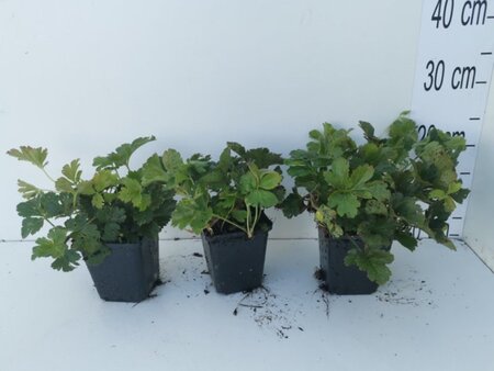 Waldsteinia ternata geen maat specificatie 0,55L/P9cm - afbeelding 8