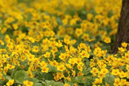 Waldsteinia ternata geen maat specificatie 0,55L/P9cm - afbeelding 2