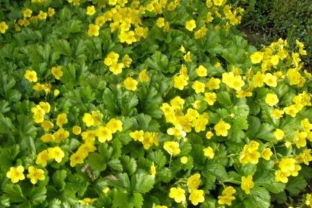 Waldsteinia ternata geen maat specificatie 0,55L/P9cm - afbeelding 10