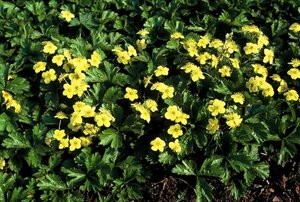 Waldsteinia ternata geen maat specificatie 0,55L/P9cm - afbeelding 17