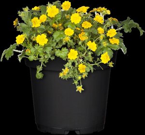 Waldsteinia ternata geen maat specificatie 0,55L/P9cm - afbeelding 9