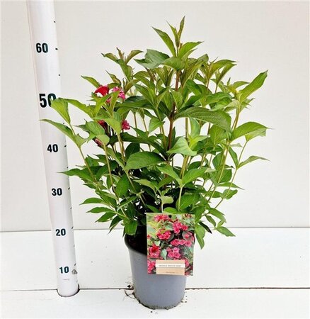Weigela 'Bristol Ruby' 40-50 cm cont. 2,5L - afbeelding 2