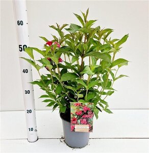 Weigela 'Bristol Ruby' 40-50 cm cont. 2,5L - afbeelding 2