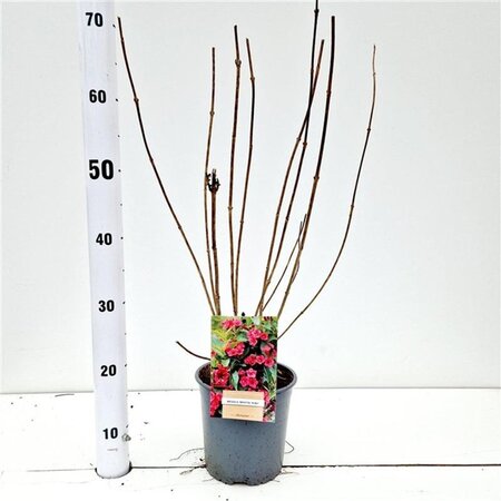 Weigela 'Bristol Ruby' 40-50 cm cont. 2,5L - afbeelding 3