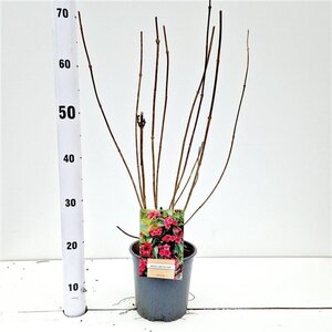 Weigela 'Bristol Ruby' 40-50 cm cont. 2,5L - afbeelding 3