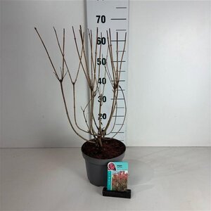 Weigela 'Bristol Ruby' 50-60 cm cont. 3,5L