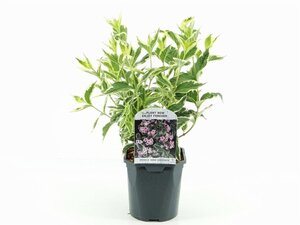 Weigela 'Nana Variegata' 30-40 cm cont. 2,0L