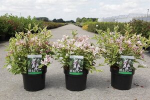 Weigela 'Nana Variegata' 40-50 cm cont. 3,0L