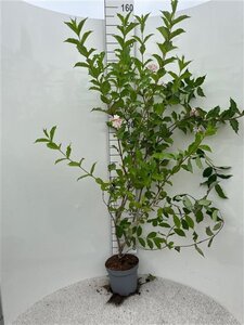 Weigela 'Rosea' 100-125 cm cont. 5,0L