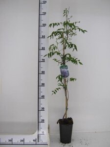Wisteria brach. 'Murasaki Kapitan' 80-100 cm rozenpot 2L