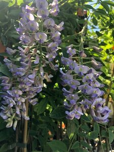 Wisteria brach. 'Okayama' 80-100 cm rozenpot 2L