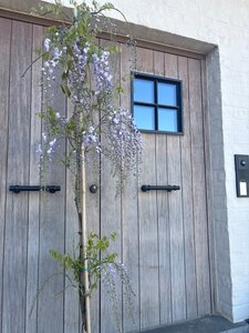 Wisteria flor. 'Eranthema' (paars) 200-250 cm cont. 7,5L met stok