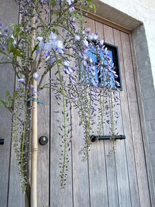 Wisteria flor. 'Eranthema' (paars) 200-250 cm cont. 7,5L met stok - image 2