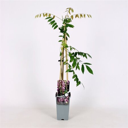Wisteria flor. 'Honbeni' (roze) 70 cm vierkant 2L
