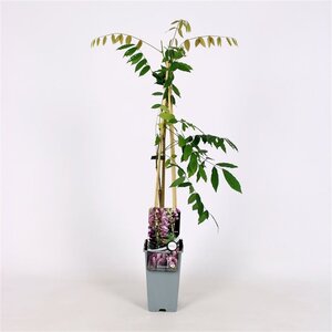 Wisteria flor. 'Honbeni' (roze) 70 cm vierkant 2L