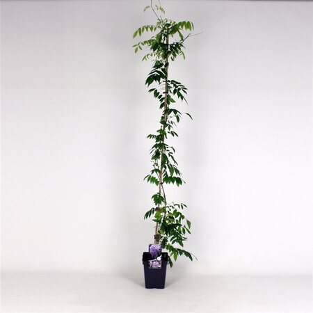 Wisteria sinensis 'Prolific' 150-175 cm cont. 5,0L - afbeelding 1