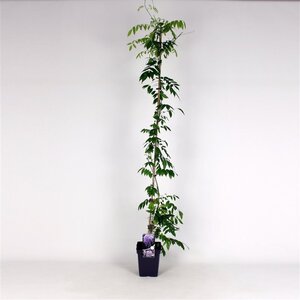 Wisteria sinensis 'Prolific' 150-175 cm cont. 5,0L