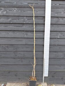 Wisteria sinensis 'Prolific' 150-175 cm cont. 5,0L - afbeelding 4