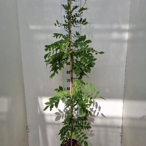 Wisteria sinensis 'Prolific' 150-175 cm cont. 5,0L