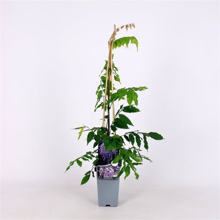 Wisteria sinensis 'Prolific' 70 cm vierkant 2L