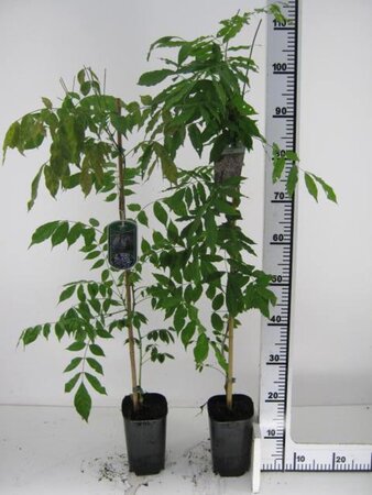Wisteria sinensis 'Prolific' 80-100 cm rozenpot 2L