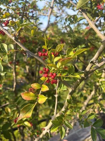 Zanthoxylum simulans ( Szechuanpeper) 150-175 cm WRB multi-stem - image 2
